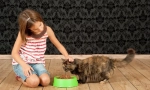 Koja hrana za mačke je bolja: pravi pas za merijiranje kućnog ljubimca